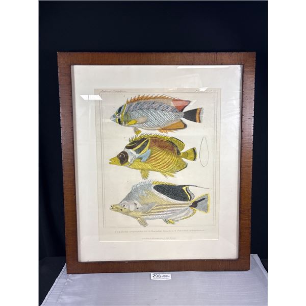Vintage Framed Print of 3 Butterfly Fish Species 25" x 29" Came Out Of Disneyworlds Riverboat During