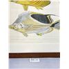 Image 3 : Vintage Framed Print of 3 Butterfly Fish Species 25" x 29" Came Out Of Disneyworlds Riverboat During