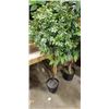 Image 2 : 2 SMALL ARITIFICIAL PLANTS, 3FT AND 4FT