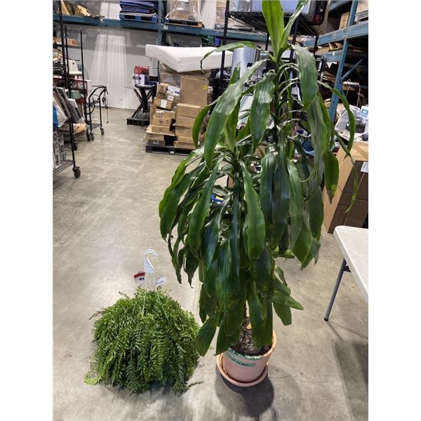 DRACAENA TREE AND BOSTON FERN