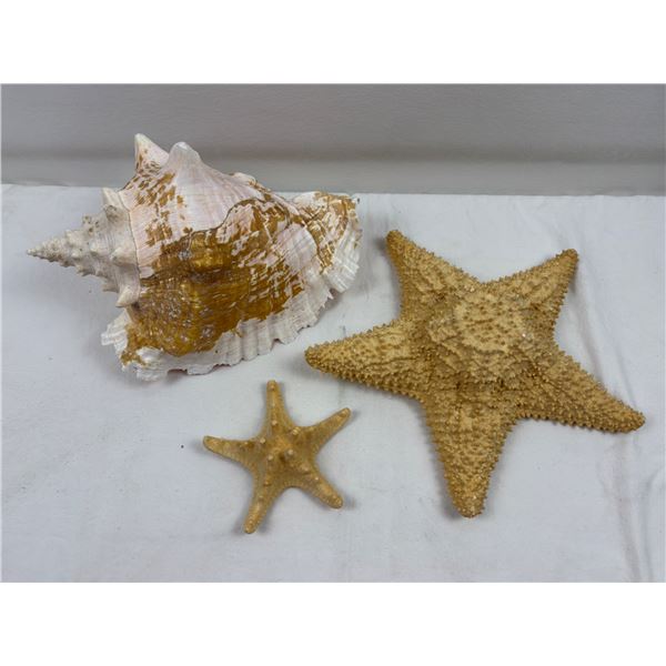 Conch Shell and Starfish