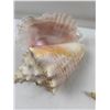 Image 3 : Conch Shell and Starfish