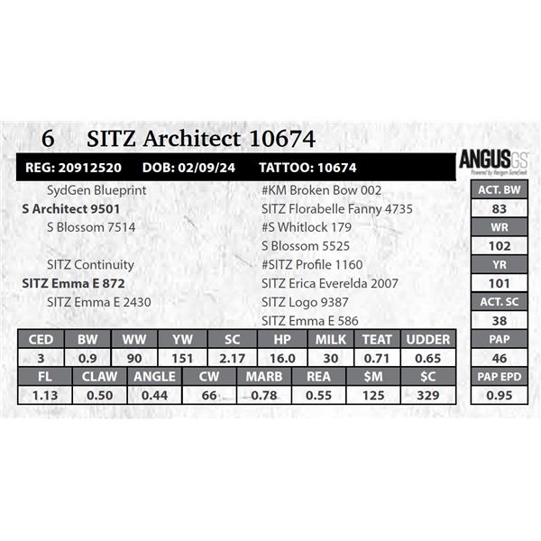 SITZ Architect 10674