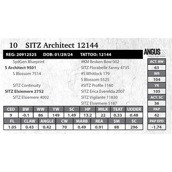 SITZ Architect 12144