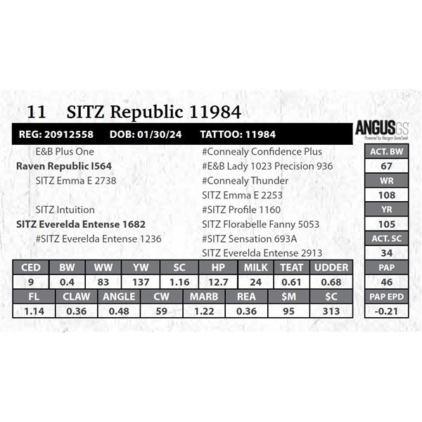 SITZ Republic 11984