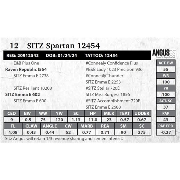 SITZ Spartan 12454