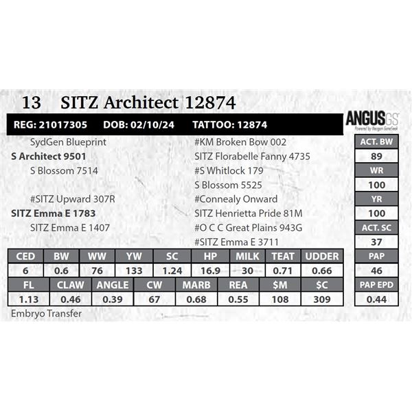 SITZ Architect 12874