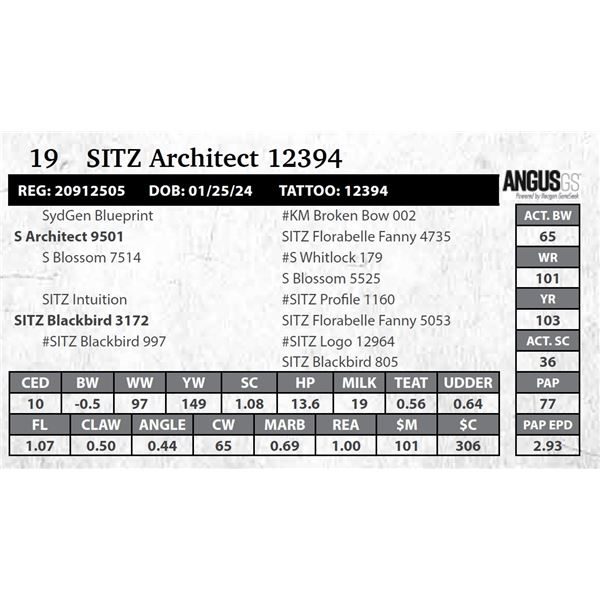 SITZ Architect 12394