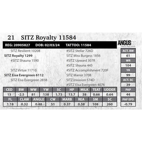 SITZ Royalty 11584