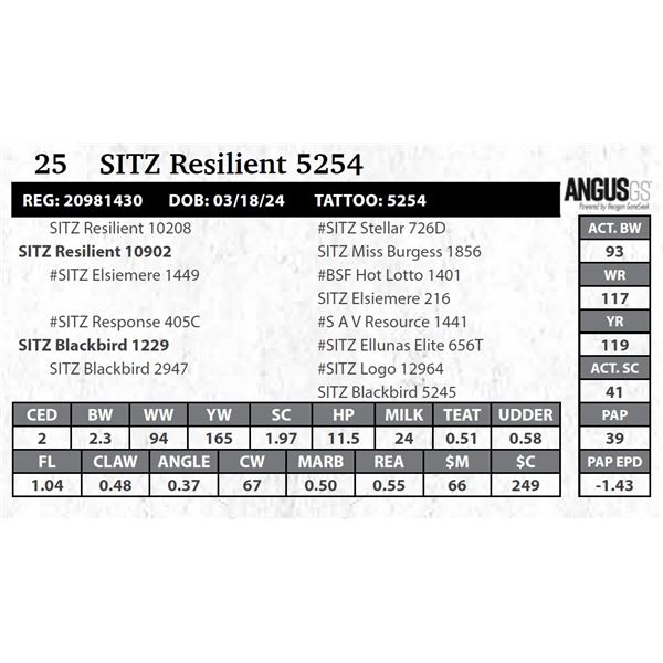 SITZ Resilient 5254