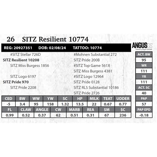 SITZ Resilient 10774