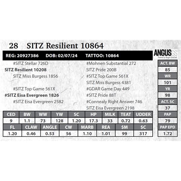 SITZ Resilient 10864