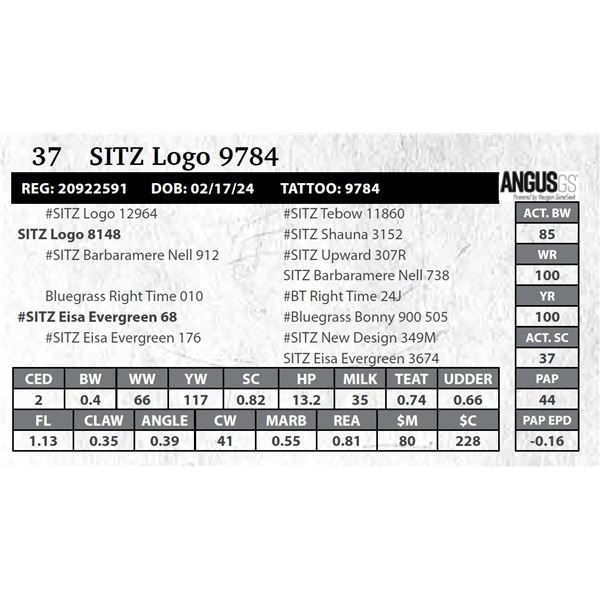 SITZ Logo 9784