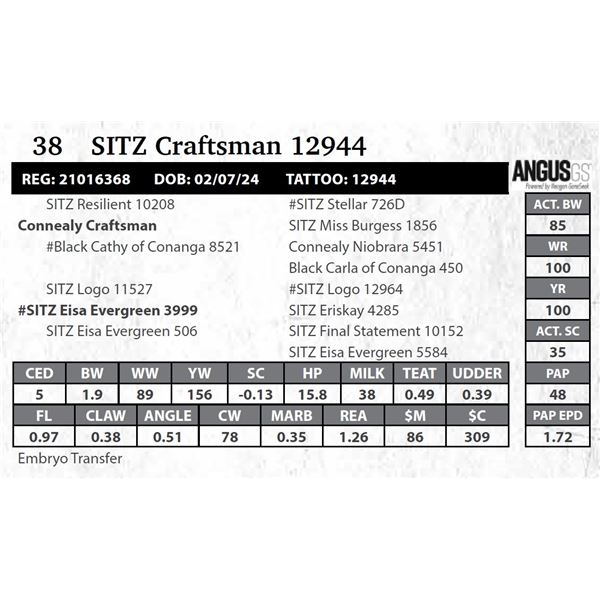 SITZ Craftsman 12944