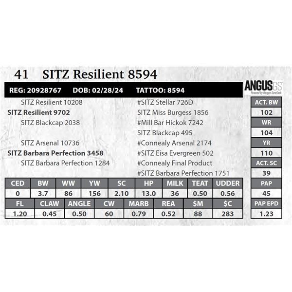 SITZ Resilient 8594
