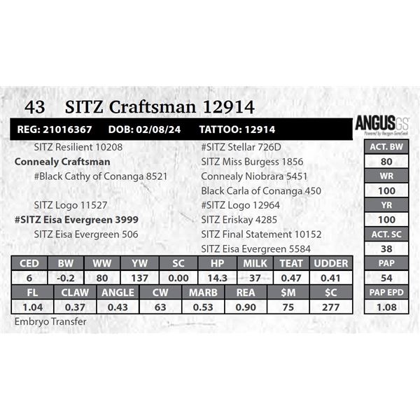 SITZ Craftsman 12914