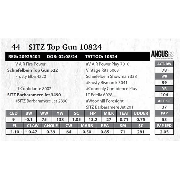 SITZ Top Gun 10824
