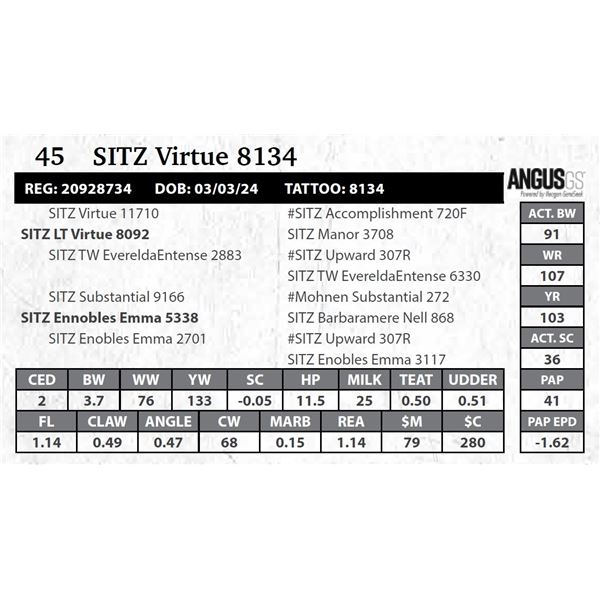 SITZ Virtue 8134