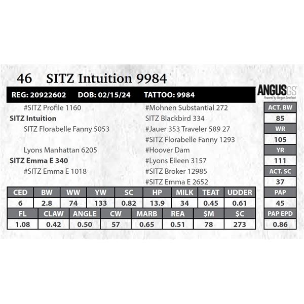 SITZ Intuition 9984