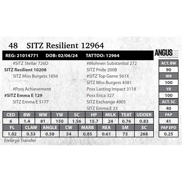 SITZ Resilient 12964