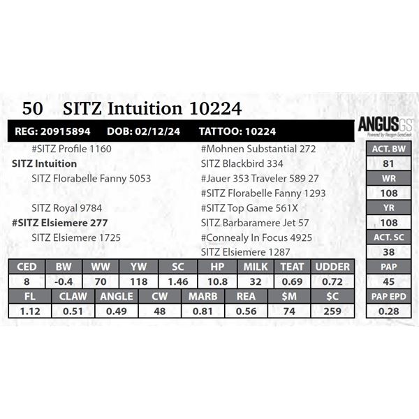 SITZ Intuition 10224