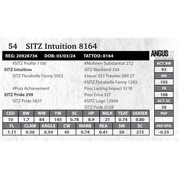 SITZ Intuition 8164
