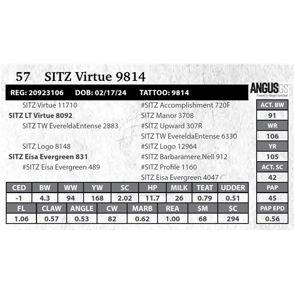SITZ Virtue 9814