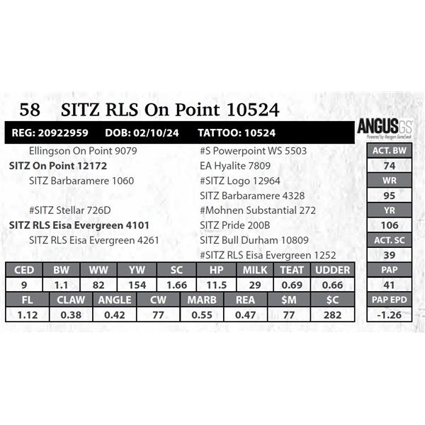 SITZ RLS On Point 10524