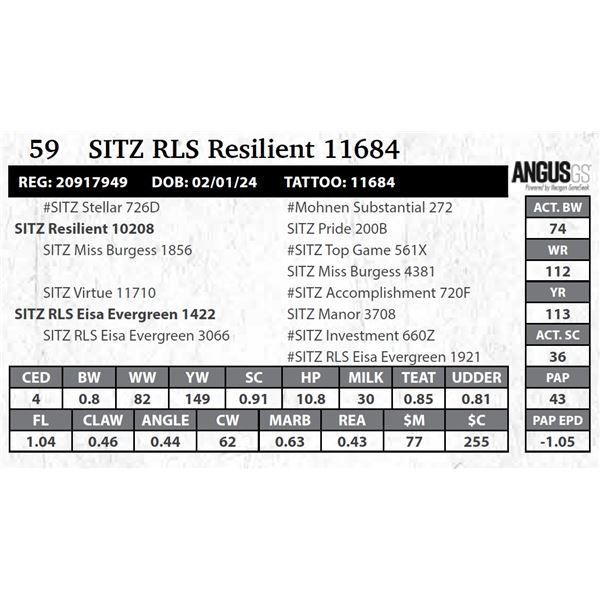 SITZ RLS Resilient 11684