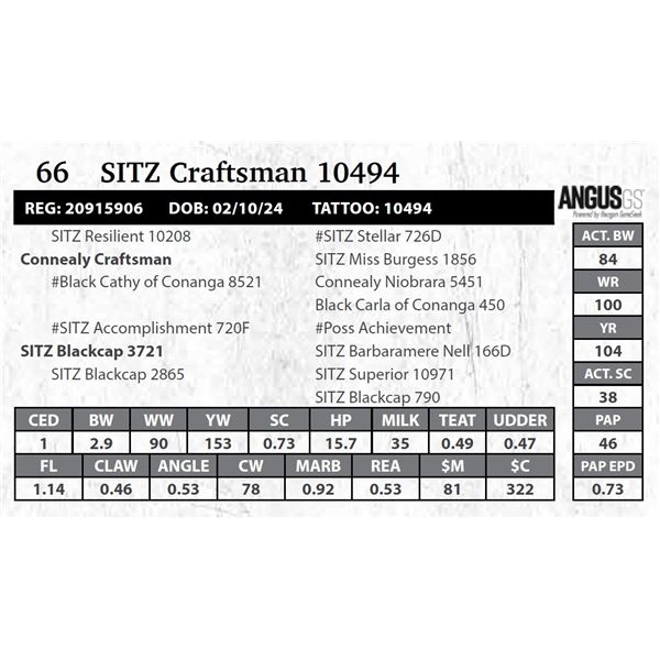 SITZ Craftsman 10494