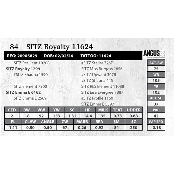 SITZ Royalty 11624