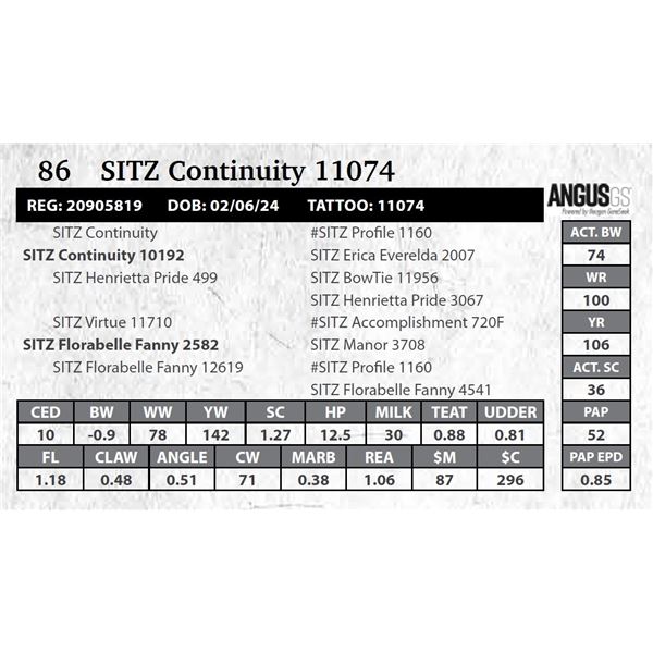 SITZ Continuity 11074