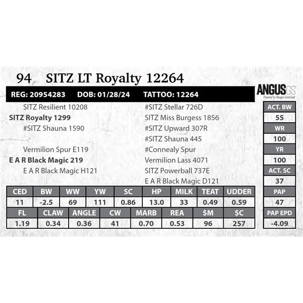 SITZ LT Royalty 12264