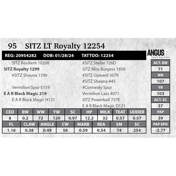 SITZ LT Royalty 12254