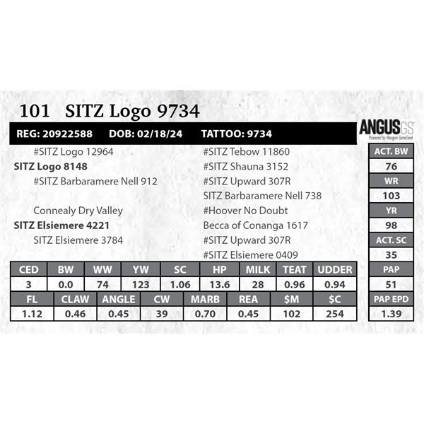 SITZ Logo 9734