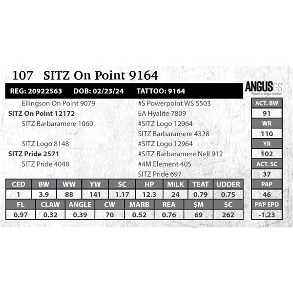 SITZ On Point 9164