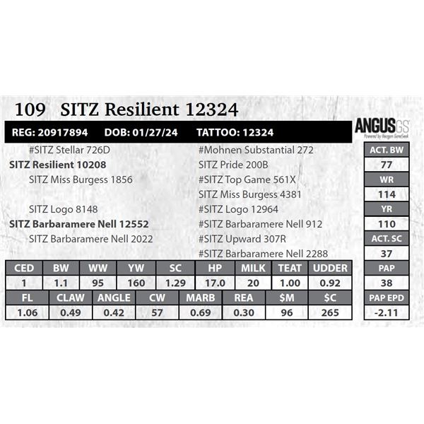 SITZ Resilient 12324