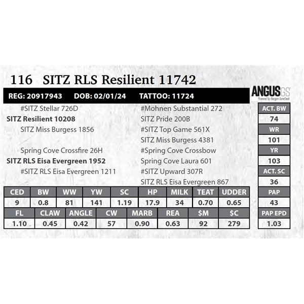 SITZ RLS Resilient 11742