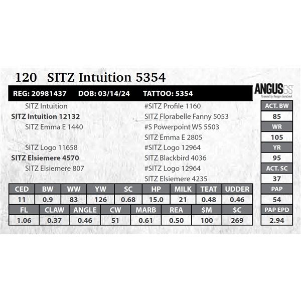 SITZ Intuition 5354