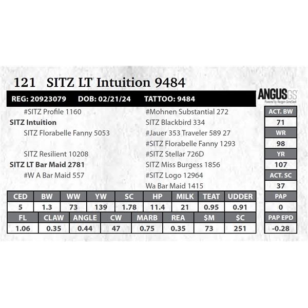 SITZ LT Intuition 9484