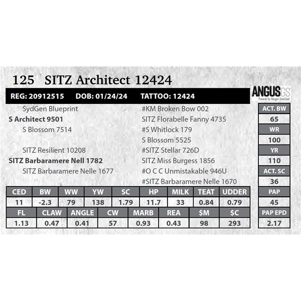 SITZ Architect 12424