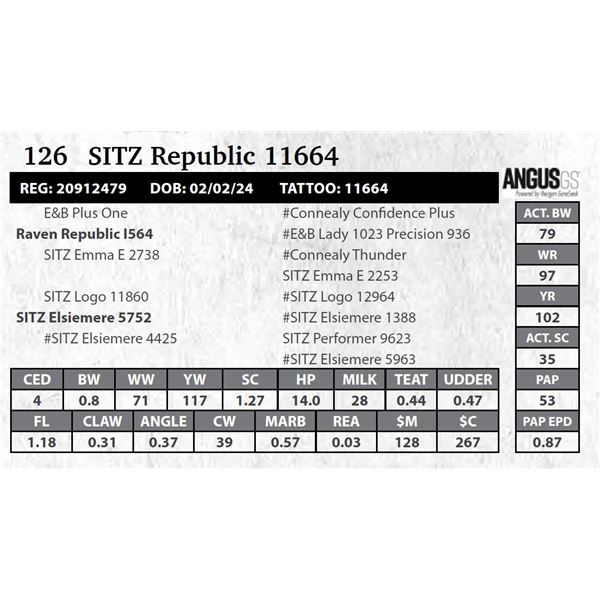 SITZ Republic 11664