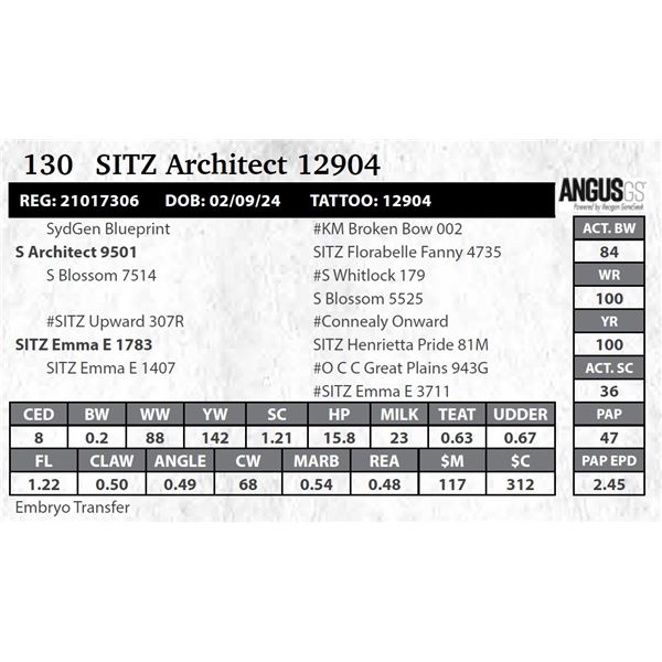 SITZ Architect 12904