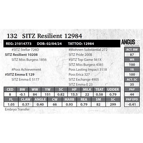 SITZ Resilient 12984
