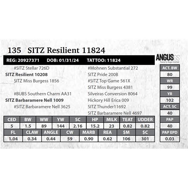SITZ Resilient 11824