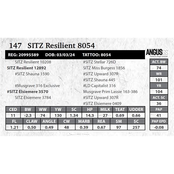 SITZ Resilient 8054