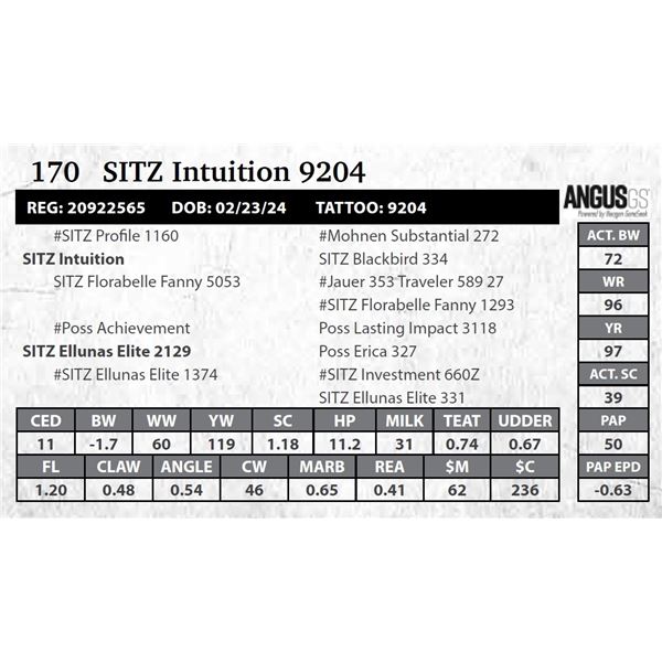 SITZ Intuition 9204