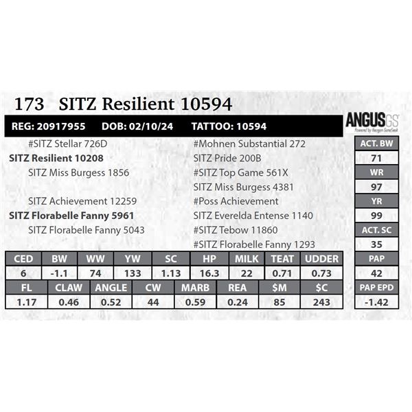 SITZ Resilient 10594