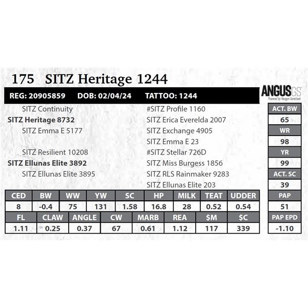 SITZ Heritage 1244