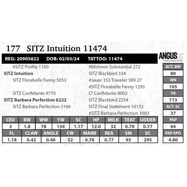 SITZ Intuition 11474